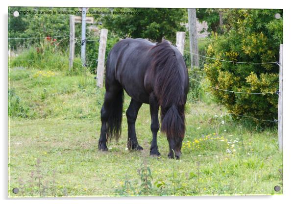 Merens horse in a field Acrylic by aurélie le moigne