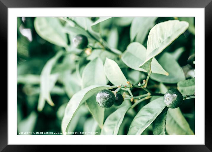 Lime Trees With Fruits Closeup Framed Mounted Print by Radu Bercan