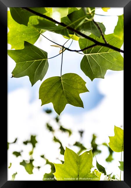 Green Maple Framed Print by Panas Wiwatpanachat