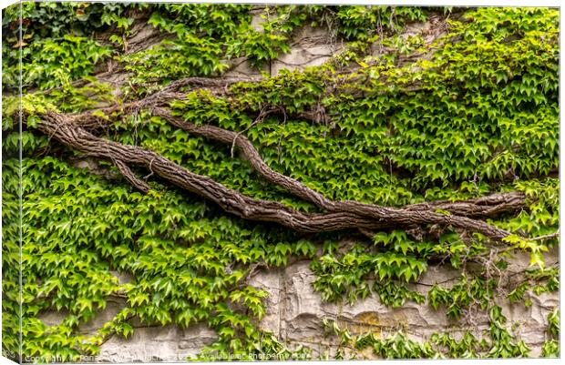 vine on the Rock Canvas Print by Panas Wiwatpanachat