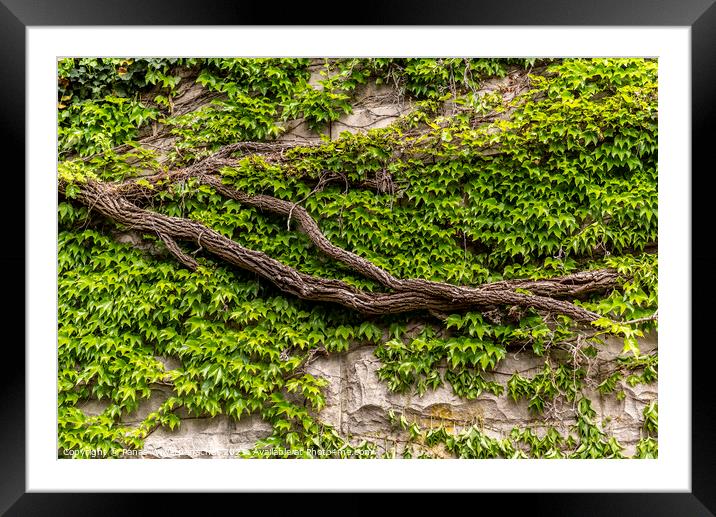 vine on the Rock Framed Mounted Print by Panas Wiwatpanachat
