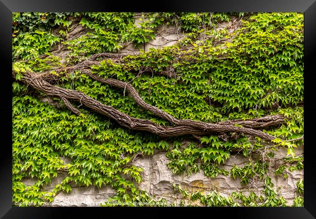 vine on the Rock Framed Print by Panas Wiwatpanachat