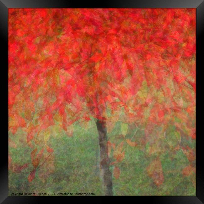 Autumn Glory #3 Framed Print by Janet Burdon