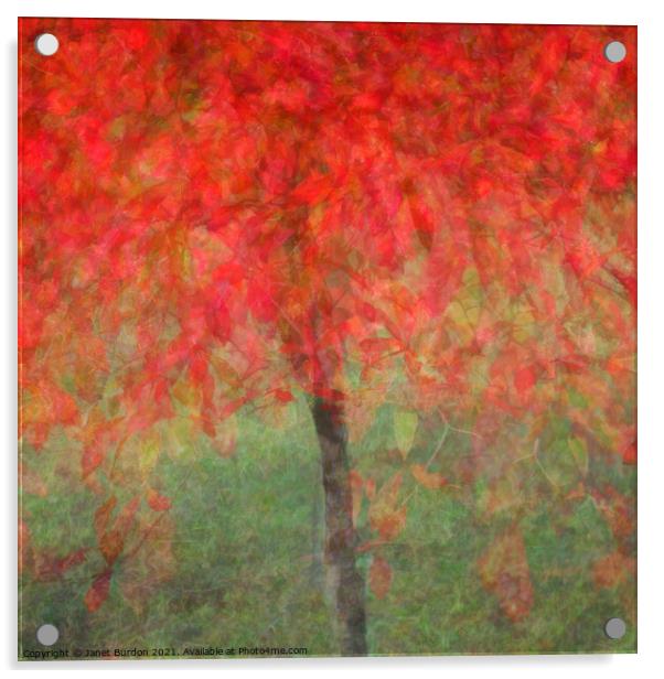 Autumn Glory #3 Acrylic by Janet Burdon