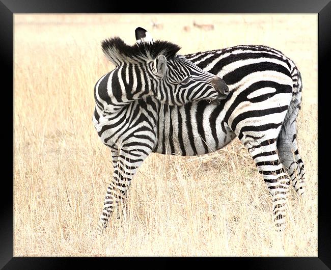 The Solitary Zebra Framed Print by Hush Naidoo