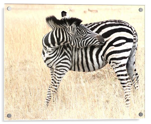 The Solitary Zebra Acrylic by Hush Naidoo