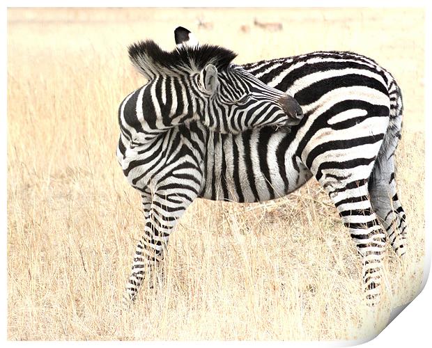 The Solitary Zebra Print by Hush Naidoo