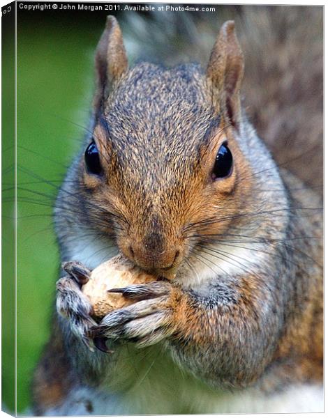 Mad about nuts. Canvas Print by John Morgan