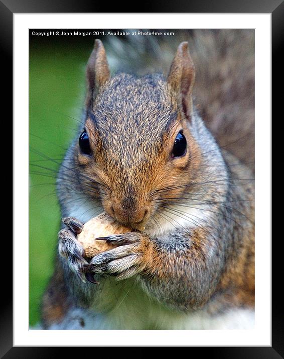 Mad about nuts. Framed Mounted Print by John Morgan