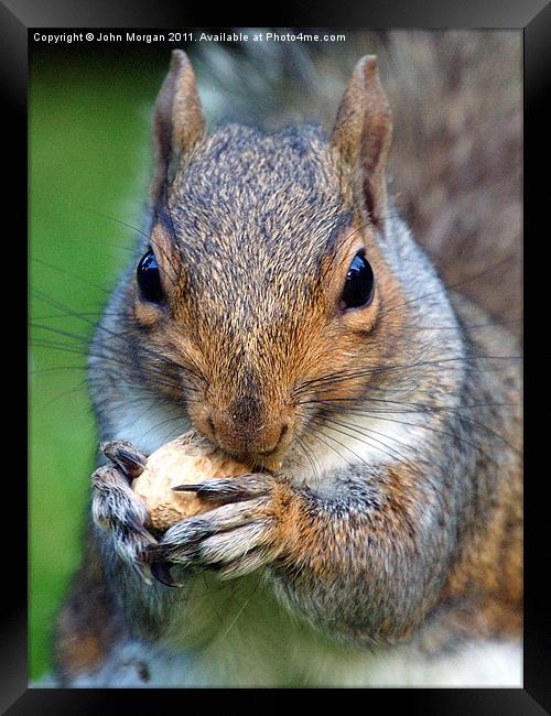 Mad about nuts. Framed Print by John Morgan