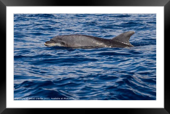 Bottlenose Dolphin Framed Mounted Print by David O'Brien