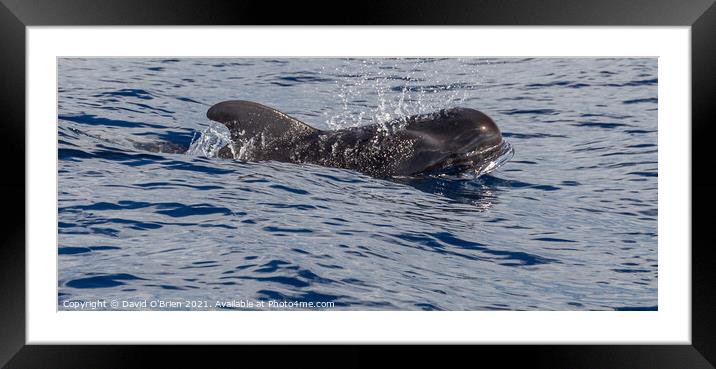 Pilot Whale Framed Mounted Print by David O'Brien