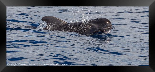 Pilot Whale Framed Print by David O'Brien