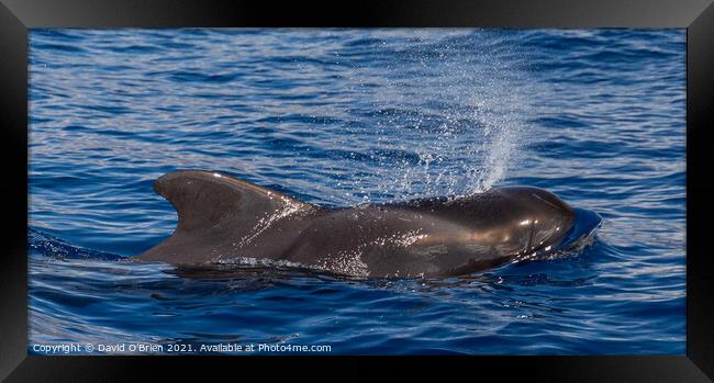 Pilot Whale blowing Framed Print by David O'Brien