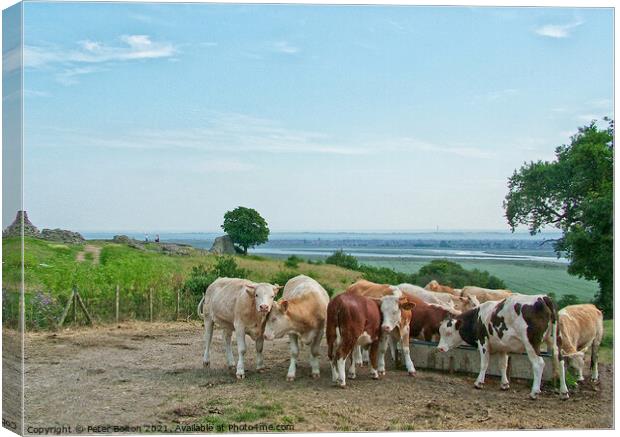 Looking towards the Thames Estuary from Hadleigh Castle, Essex, with a herd of cattle in the foreground Canvas Print by Peter Bolton