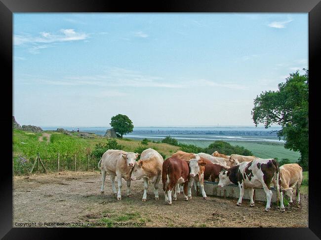 Looking towards the Thames Estuary from Hadleigh Castle, Essex, with a herd of cattle in the foreground Framed Print by Peter Bolton