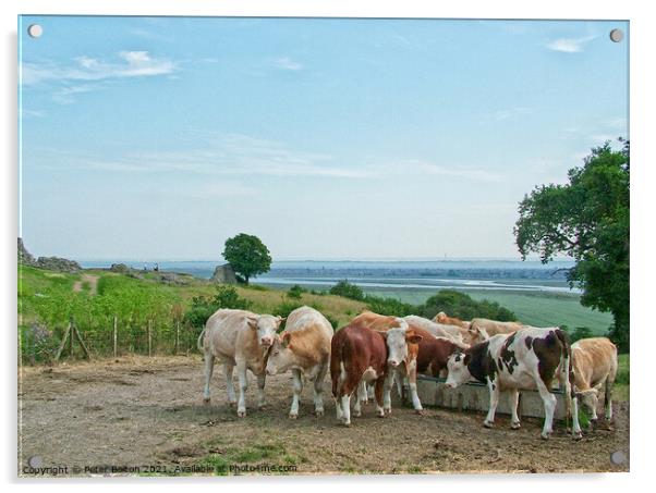 Looking towards the Thames Estuary from Hadleigh Castle, Essex, with a herd of cattle in the foreground Acrylic by Peter Bolton