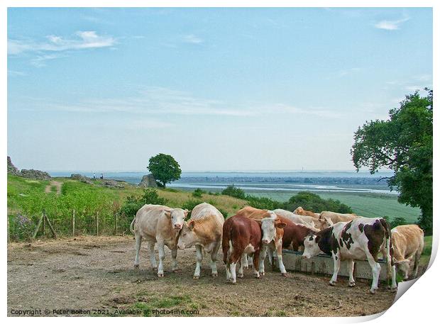 Looking towards the Thames Estuary from Hadleigh Castle, Essex, with a herd of cattle in the foreground Print by Peter Bolton