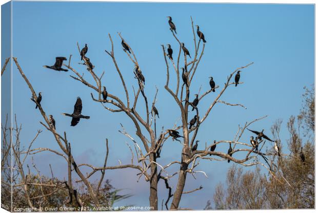 Group of Cormorants in tree Canvas Print by David O'Brien
