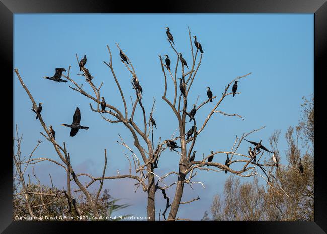 Group of Cormorants in tree Framed Print by David O'Brien
