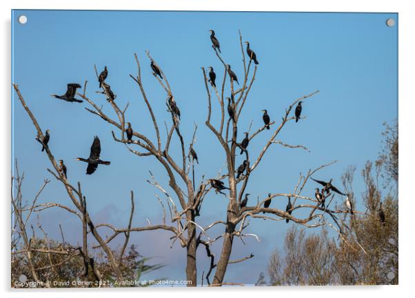 Group of Cormorants in tree Acrylic by David O'Brien