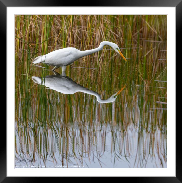 Great White egret Framed Mounted Print by David O'Brien