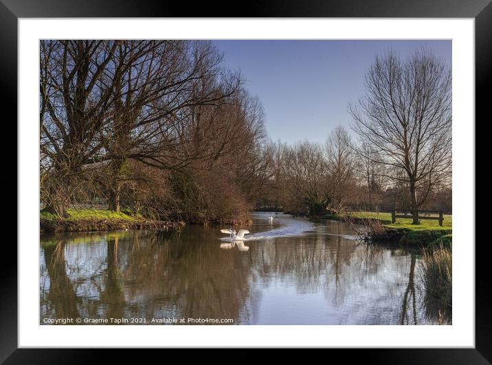 Swan on the River Stour Framed Mounted Print by Graeme Taplin Landscape Photography