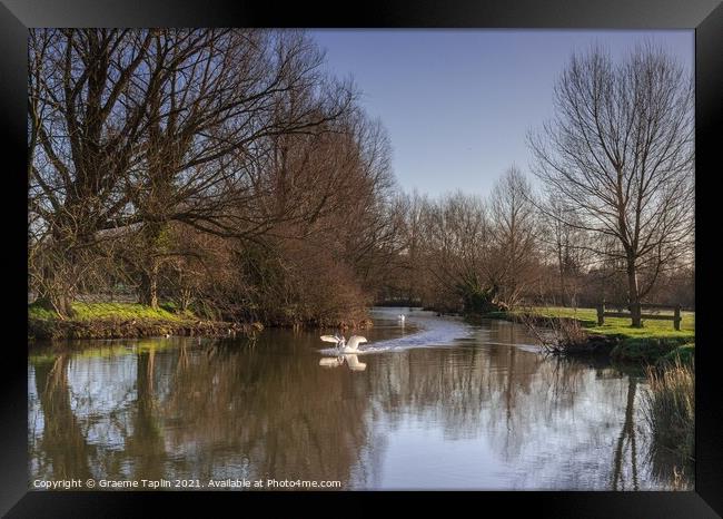 Swan on the River Stour Framed Print by Graeme Taplin Landscape Photography