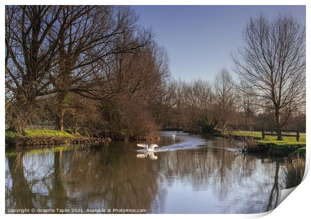 Swan on the River Stour Print by Graeme Taplin Landscape Photography