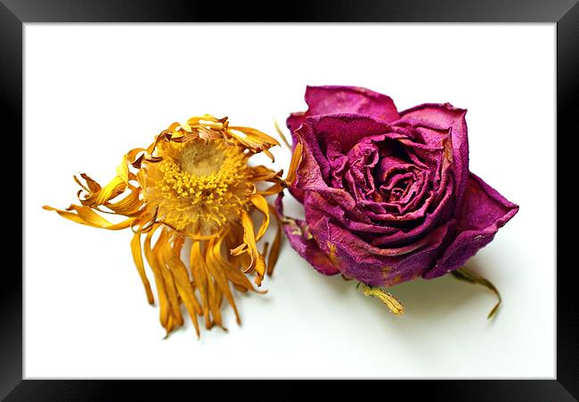 gerberas and roses Framed Print by rachael hardie