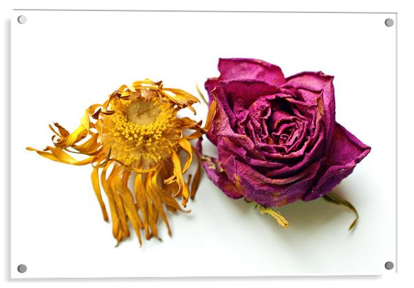 gerberas and roses Acrylic by rachael hardie