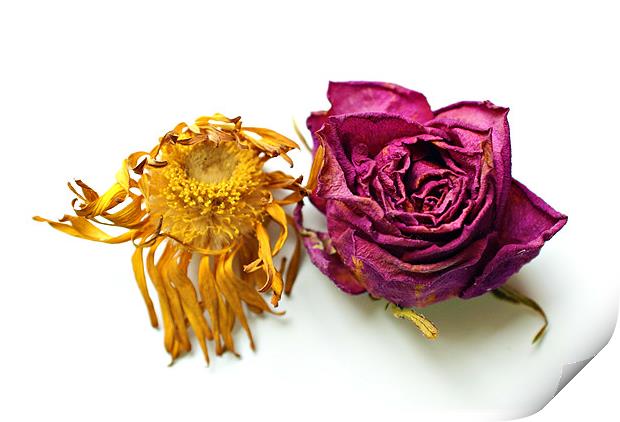 gerberas and roses Print by rachael hardie