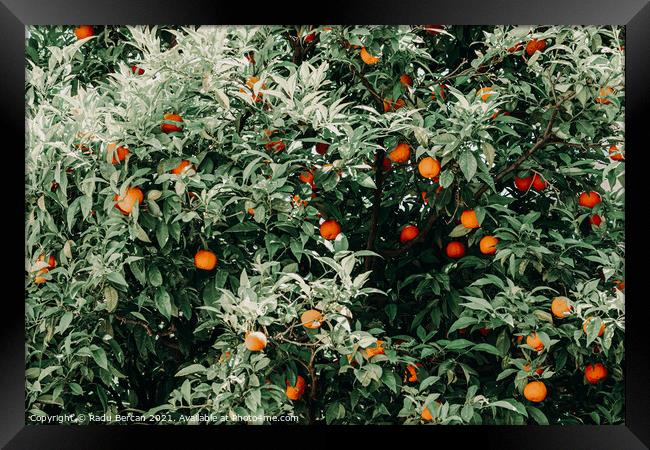 Tropical Orange Fruit Tree Framed Print by Radu Bercan