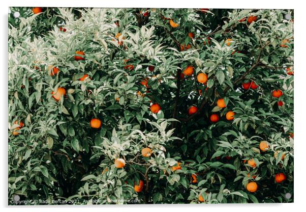 Tropical Orange Fruit Tree Acrylic by Radu Bercan