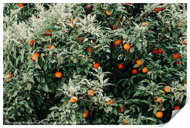 Tropical Orange Fruit Tree Print by Radu Bercan