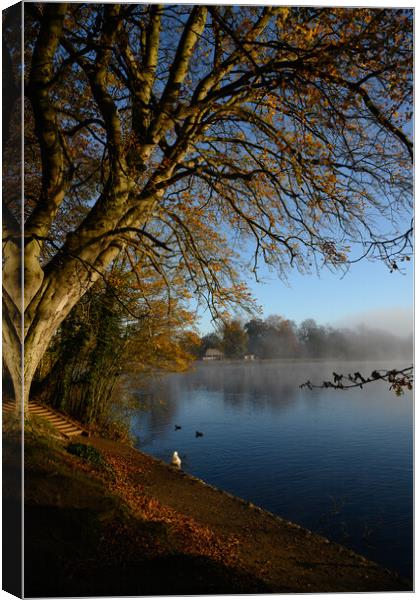 Tree By the Lake Canvas Print by Reidy's Photos