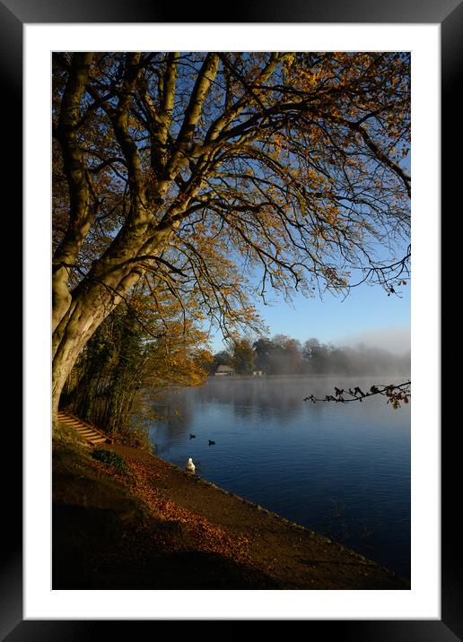 Tree By the Lake Framed Mounted Print by Reidy's Photos