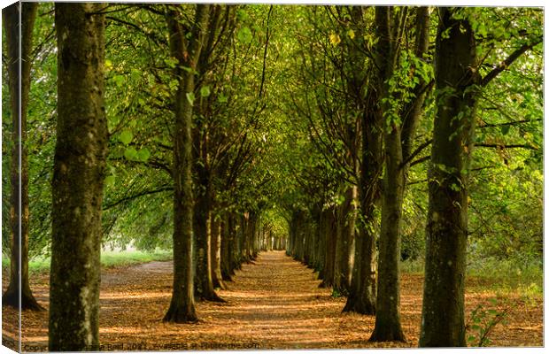 Avenue of Trees  Canvas Print by Reidy's Photos