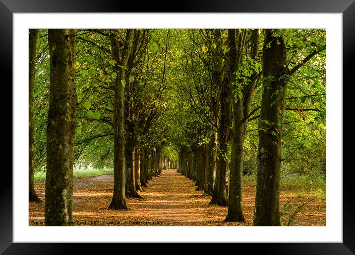 Avenue of Trees  Framed Mounted Print by Reidy's Photos