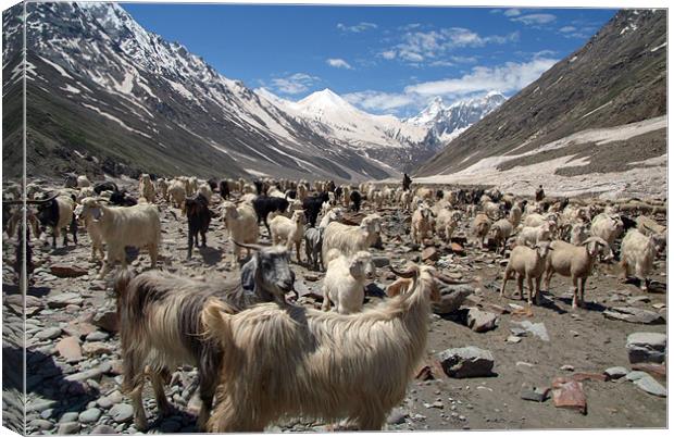 Sheep and Goats in Lahaul Valley, Spiti, India Canvas Print by Serena Bowles