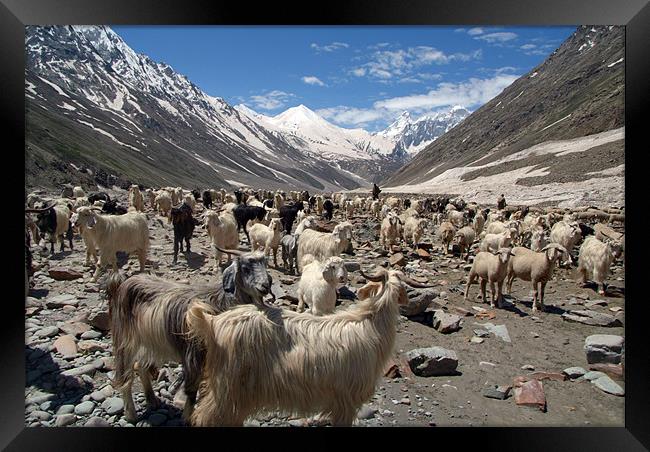 Sheep and Goats in Lahaul Valley, Spiti, India Framed Print by Serena Bowles