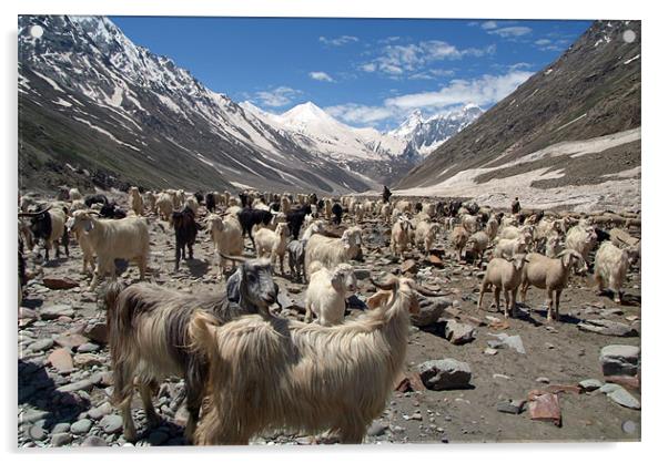 Sheep and Goats in Lahaul Valley, Spiti, India Acrylic by Serena Bowles