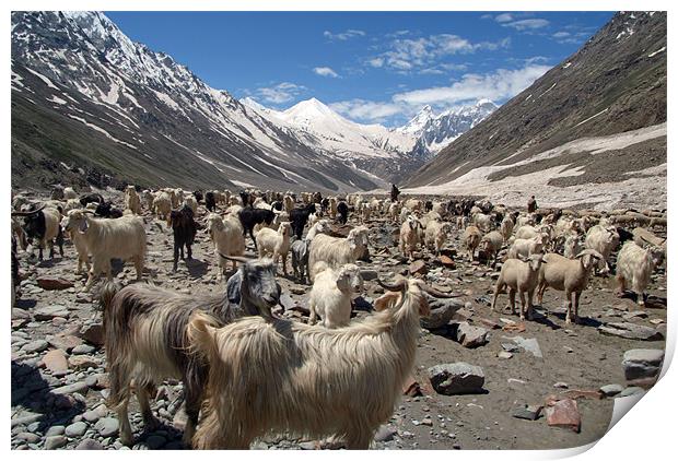 Sheep and Goats in Lahaul Valley, Spiti, India Print by Serena Bowles