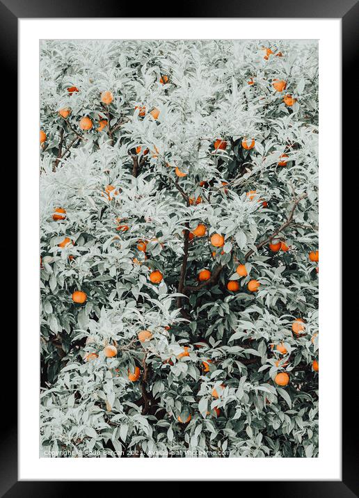 Orange Fruits Print, Citrus Fruit Pattern Print Framed Mounted Print by Radu Bercan