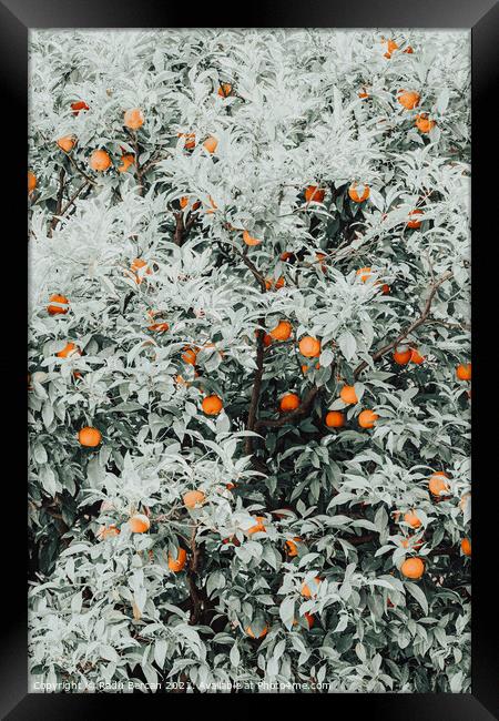 Orange Fruits Print, Citrus Fruit Pattern Print Framed Print by Radu Bercan