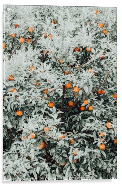 Orange Fruits Print, Citrus Fruit Pattern Print Acrylic by Radu Bercan