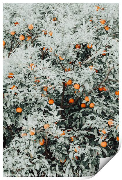 Orange Fruits Print, Citrus Fruit Pattern Print Print by Radu Bercan