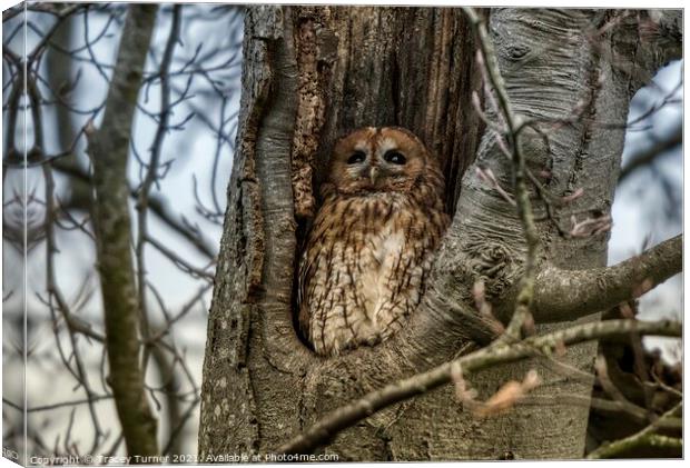 Roosting Tawny Owl Canvas Print by Tracey Turner