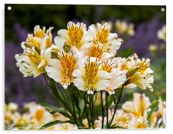 Lovely white and yellow Alstroemeria Peruvian lilies Acrylic by Angela Cottingham