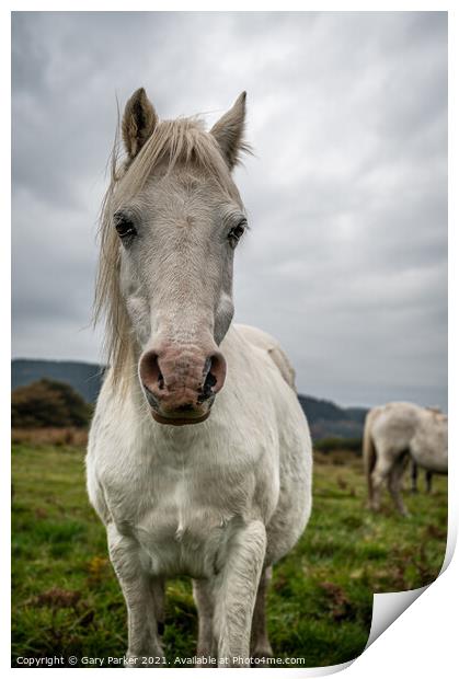A single white, wild horse in the rural landscape of Wales. The autumn day is cloudy	 Print by Gary Parker